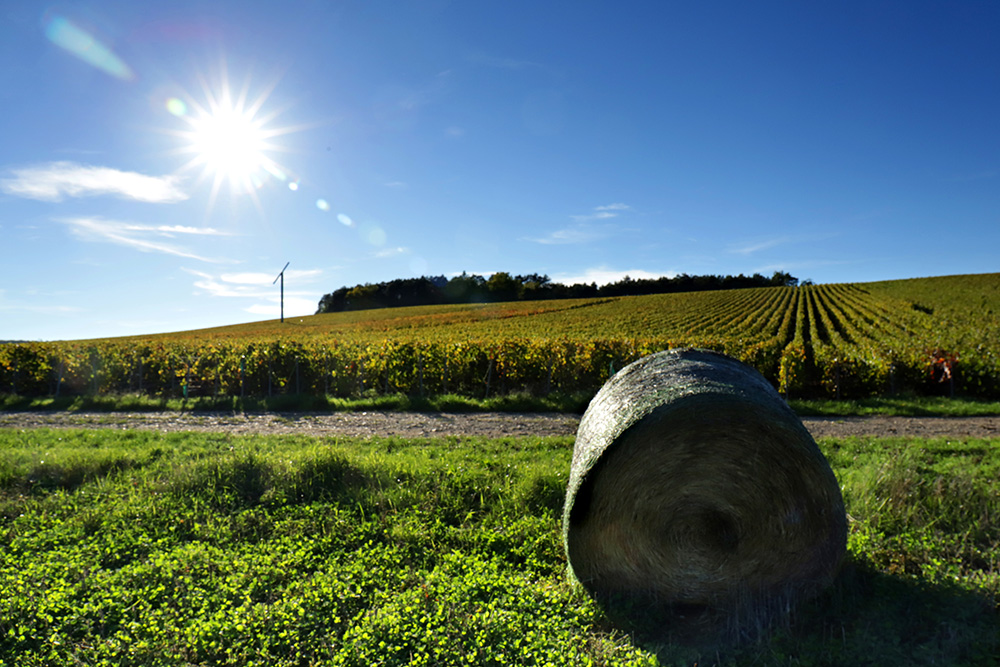 Vignes