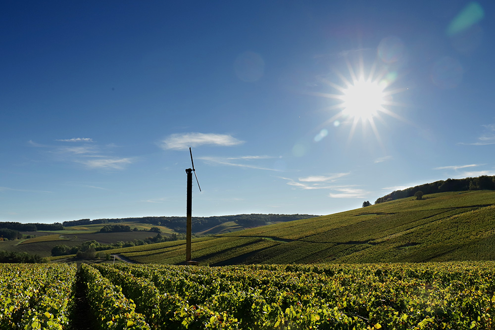 Vignes champagnes Philippe Fontaine